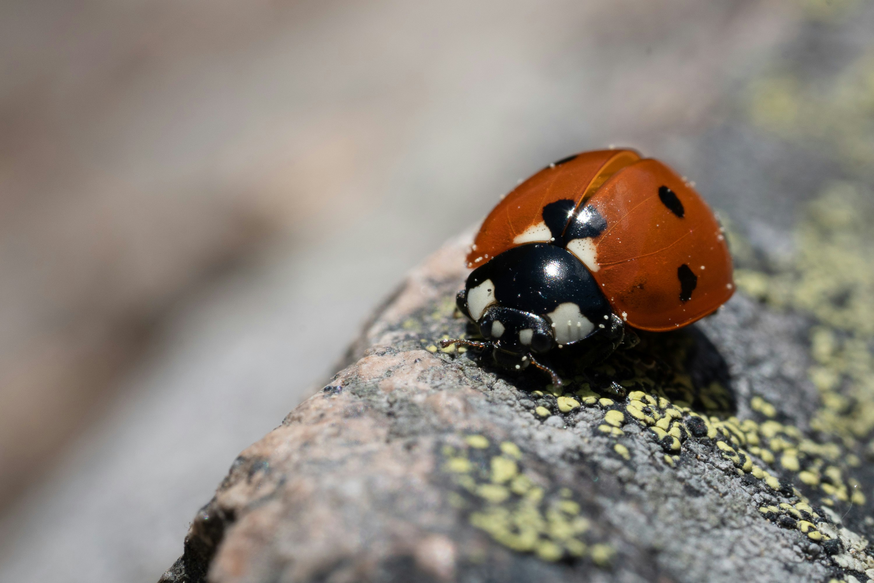 red ladybug on grey surface